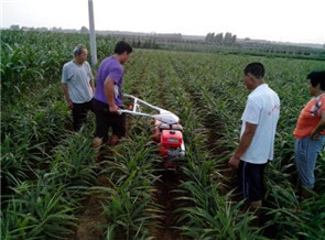 大姜開溝培土機(jī)